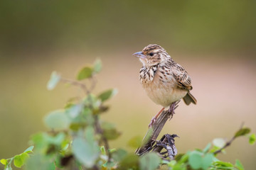 The Bengal Bush Lark or Mirafra assamica is perched on the branch nice natural environment of wildlife in Srí Lanka or Ceylon..