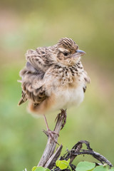 The Bengal Bush Lark or Mirafra assamica is perched on the branch nice natural environment of wildlife in Srí Lanka or Ceylon..