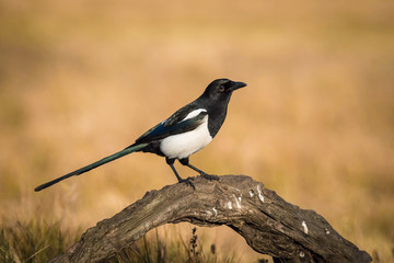 The Eurasian Magpie or Common Magpie or Pica pica is sitting on the branch with colorful background and nice soft light