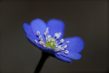 Hepatica nobilis is healing, used in liver and gall bladder diseases.