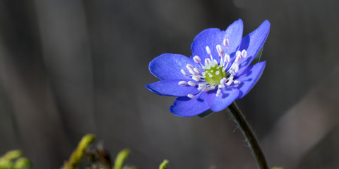 Hepatica nobilis is healing, used in liver and gall bladder diseases.