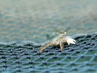 crab sits on a green fishing net