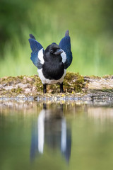 The Eurasian Magpie or Common Magpie or Pica pica is sitting at the forest waterhole, reflecting in the  surface, preparing for the bath, colorful background and nice soft light