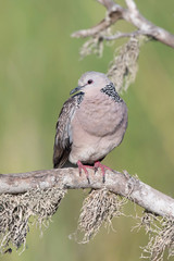 The Spotted Dove or Spilopelia chinensis is perched on the branch nice natural environment of wildlife in Srí Lanka or Ceylon..