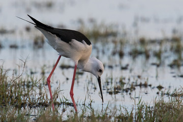 The Black-winged Stilt or Himantopus himantopus is walking in the wather in nice natural environment of wildlife in Srí Lanka or Ceylon