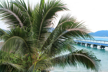 Fototapeta na wymiar Romantic seascape in a beautiful bay, sea jetty behind a palm tree, Malaysia, island, Malacca strait, concept of vacation, travel.