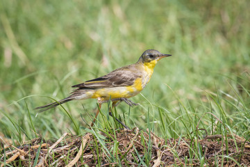 The Western Yellow Wagtail or Motacilla flava is standing on the ground in nice natural environment of wildlife in Srí Lanka or Ceylon..