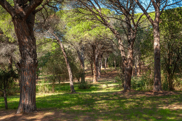 Pine trees in the park Aurelien in Frejus