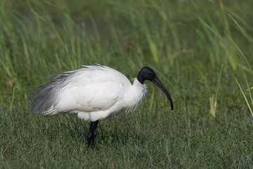 The Black-headed Ibis or Threskiornis melanocephalus is standing on the ground in nice natural environment of wildlife in Srí Lanka or Ceylon..