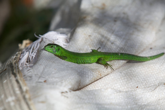 Green lizard sitting on white bag