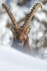 Magnifico ritratto di uno stambecco (Capra ibex)
