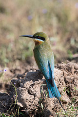 The Blue-tailed Bee-eater or Merops philippinus is standing on the ground in nice natural environment of wildlife in Srí Lanka or Ceylon..