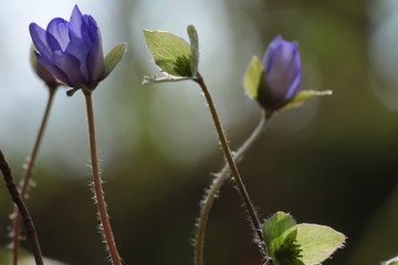 leberblümchen