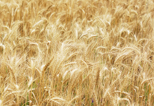 A field of wheat. Some ears.