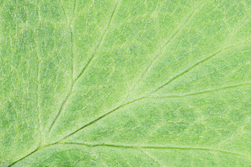 Fototapeta na wymiar part of the green plant leaf