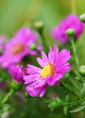 Obraz premium Pink flower in the garden.