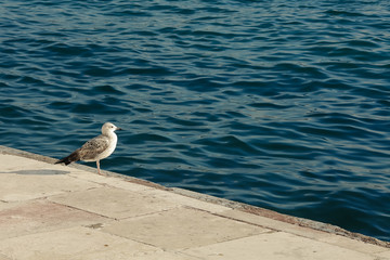 Large seagull flying standing on pier in Istanbul, Turkey. Text space. Outdoor shot