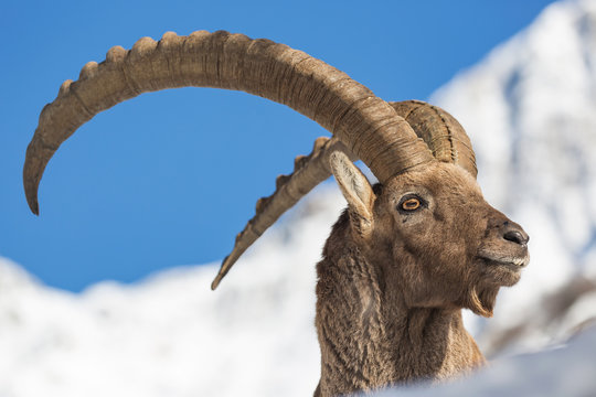 Magnifico ritratto di uno stambecco (Capra ibex)