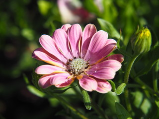 Osteospermum - African daisy flower closeup, Poland