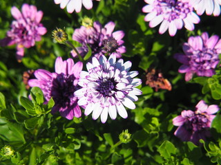 Obraz premium Osteospermum - African daisy flower closeup, Poland