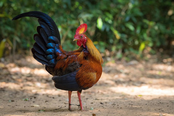 The Sri Lankan Junglefowl or Gallus lafayettii is standing on the ground in nice natural environment of wildlife in Srí Lanka or Ceylon..
