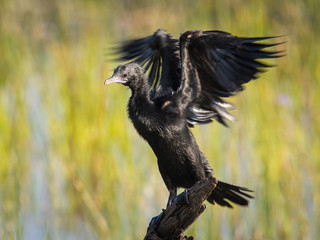 The Little Cormorant or Microcarbo Niger is perched on the branch nice natural environment of wildlife in Srí Lanka or Ceylon..