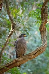 The Crested Serpent Eagle or Spilornis cheela is perched on the branch nice natural environment of wildlife in Srí Lanka or Ceylon..