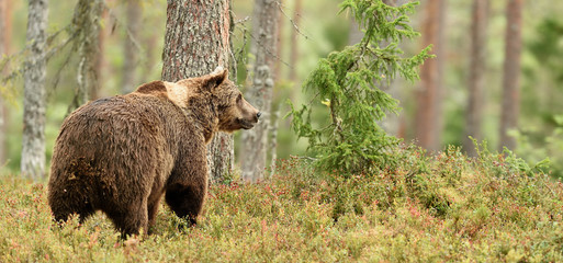 European Brown Bear (Ursus arctos) in taiga forest landscape at summer