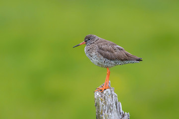 The Common Redshank or Redshank or Tringa totanus is standing on the stick in the typical environment in the Iceland..