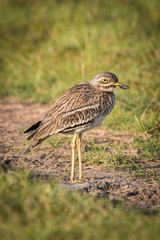 Obraz na płótnie Canvas The Indian Stone-curlew or Indian Thick-knee or Burhinus indicus is standing on the ground in nice natural environment of wildlife in Srí Lanka or Ceylon..