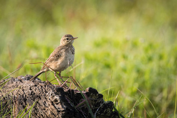 The Paddyfield Pipit or Oriental Pipit or Anthus rufulus is standing on the ground in nice natural environment of wildlife in Srí Lanka or Ceylon..