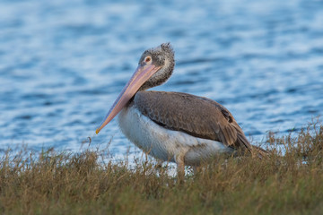 The Spot-billed Pelican or Grey Pelican or Pelecanus philippensis is standing on the ground in nice natural environment of wildlife in Srí Lanka or Ceylon..