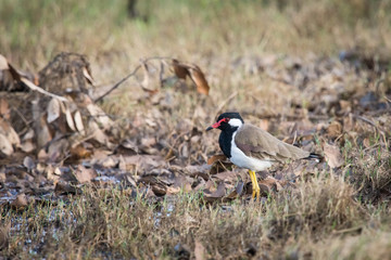 The Red-wattled Lapwing or Vanellus indicus is standing on the ground in nice natural environment of wildlife in Srí Lanka or Ceylon..
