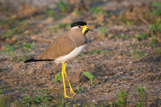 The Yellow-wattled Lapwing or Vanellus malabaricus is standing on the ground in nice natural environment of wildlife in Srí Lanka or Ceylon..