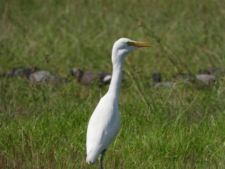 egret is in the field.