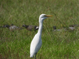 Obraz premium egret is in the field.