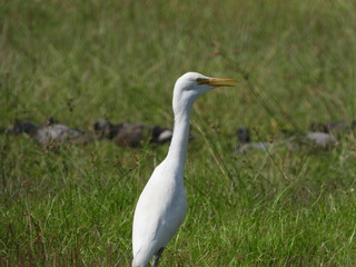 egret is in the field.