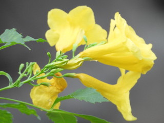 thong urai flowers are in the garden.