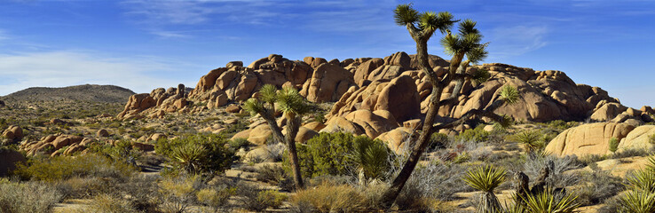 Joshua Tree national park, California