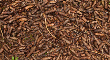 pinecones texture from an Italian woods in the Dolomites