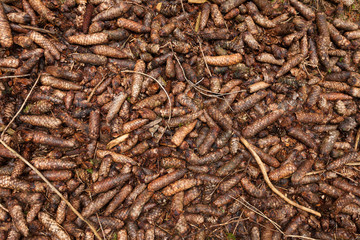 pinecones texture from an Italian woods in the Dolomites