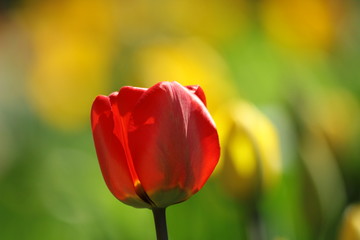 tulpe