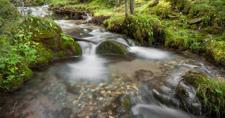 A stream flows inside the woods in Alto Adige