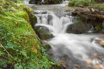 A stream flows inside the woods in Alto Adige
