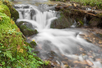 Fototapeta na wymiar A stream flows inside the woods in Alto Adige