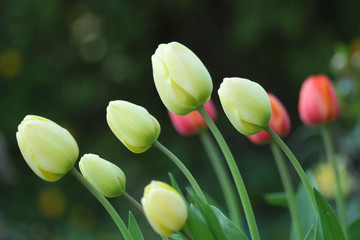 tulpe