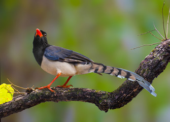 Red-billed blue magpie on branch on green background in nature.