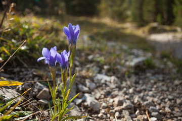 Mountain flower from the Dolomites - ITALY