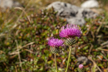 Mountain flower from the Dolomites - ITALY