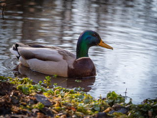 Stockenten Männchen nach Tauchgang mit Wassertropfen an Kopf und Schnabel